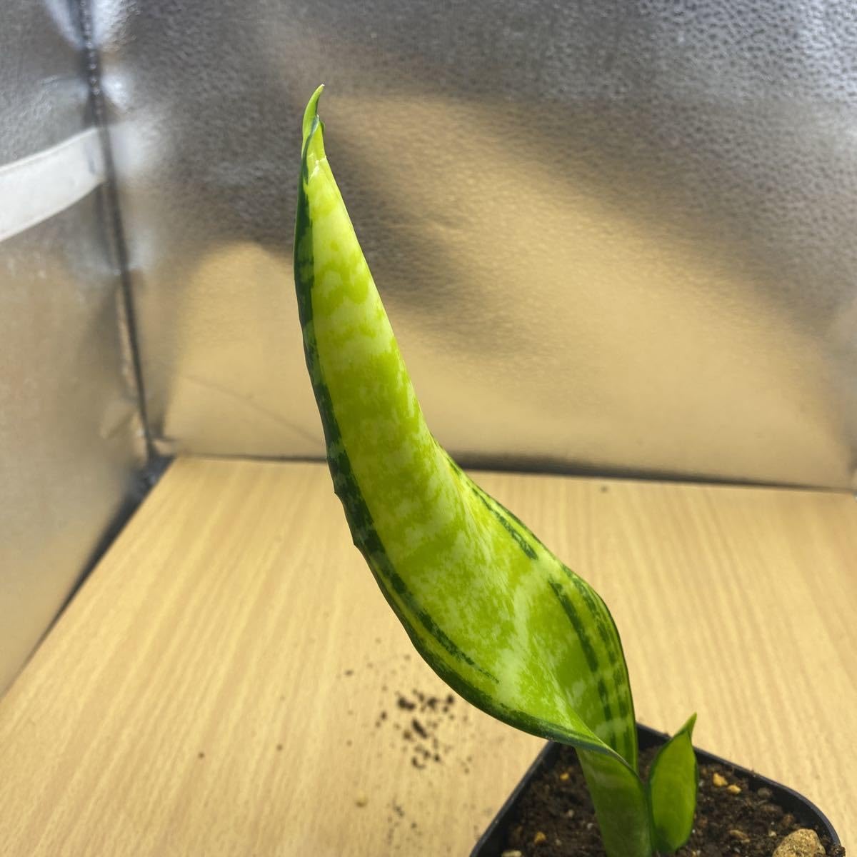 Amazon.co.jp: サンスベリア フツーラ 斑入り Sansevieria